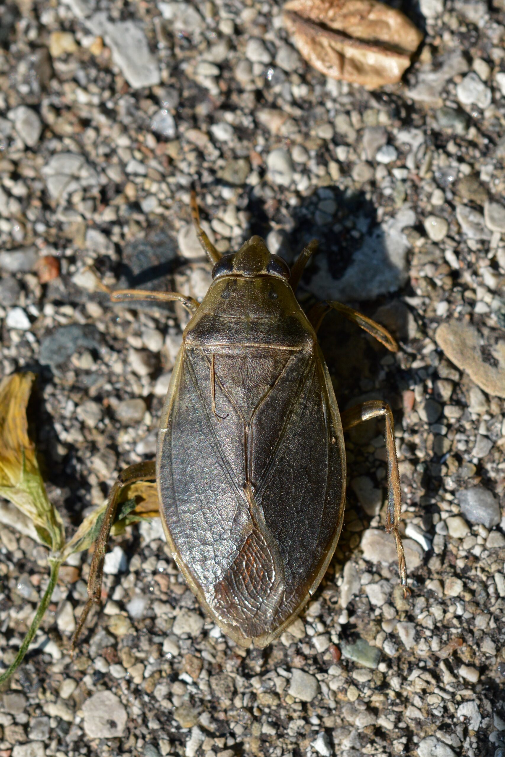 Giant Water Bugs: Aquatic Alien Hunters (image credits: wikimedia)