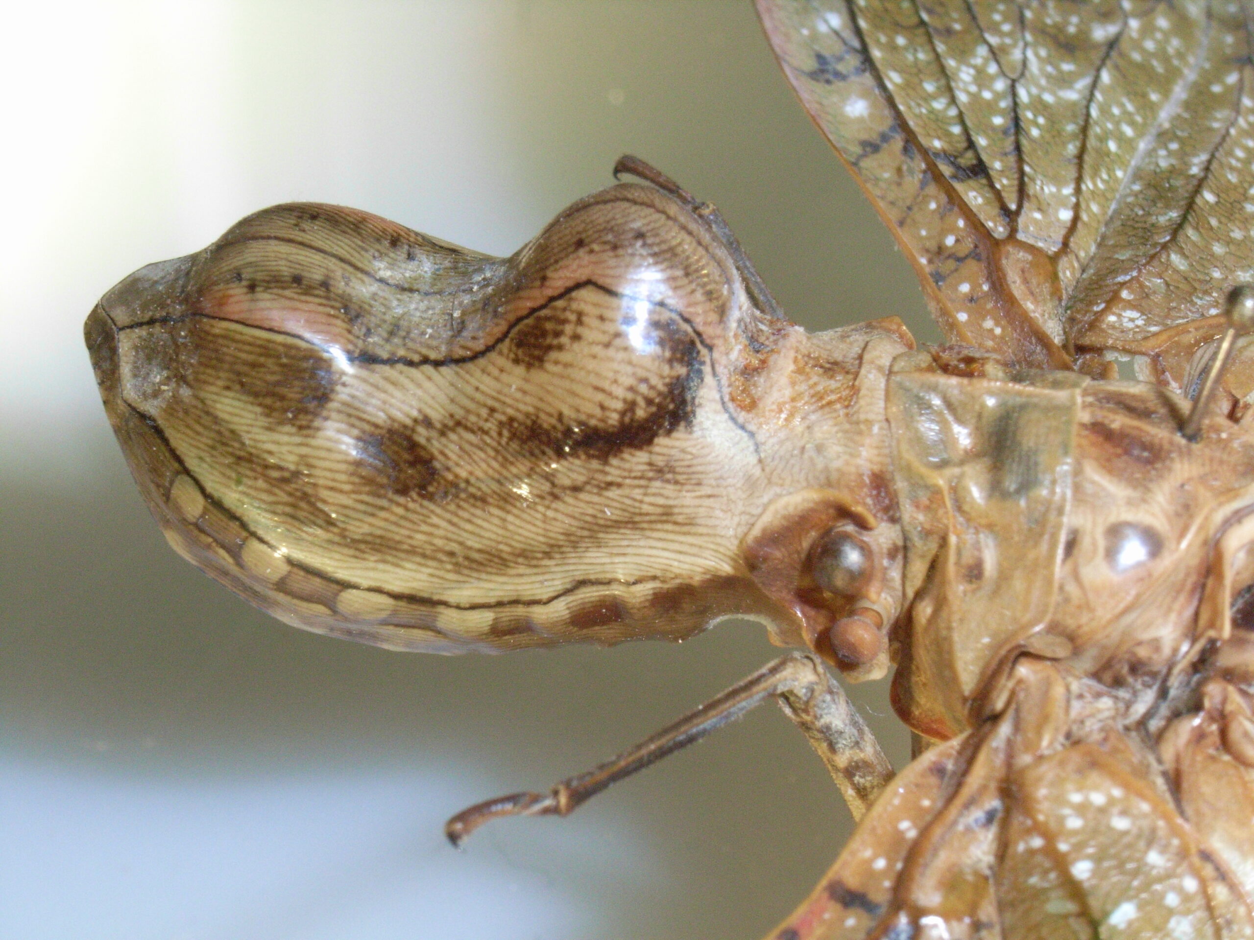 The Peanut Head Bug: Alien Communication Device (image credits: By Notafly, CC BY-SA 3.0, https://commons.wikimedia.org/w/index.php?curid=7813808)