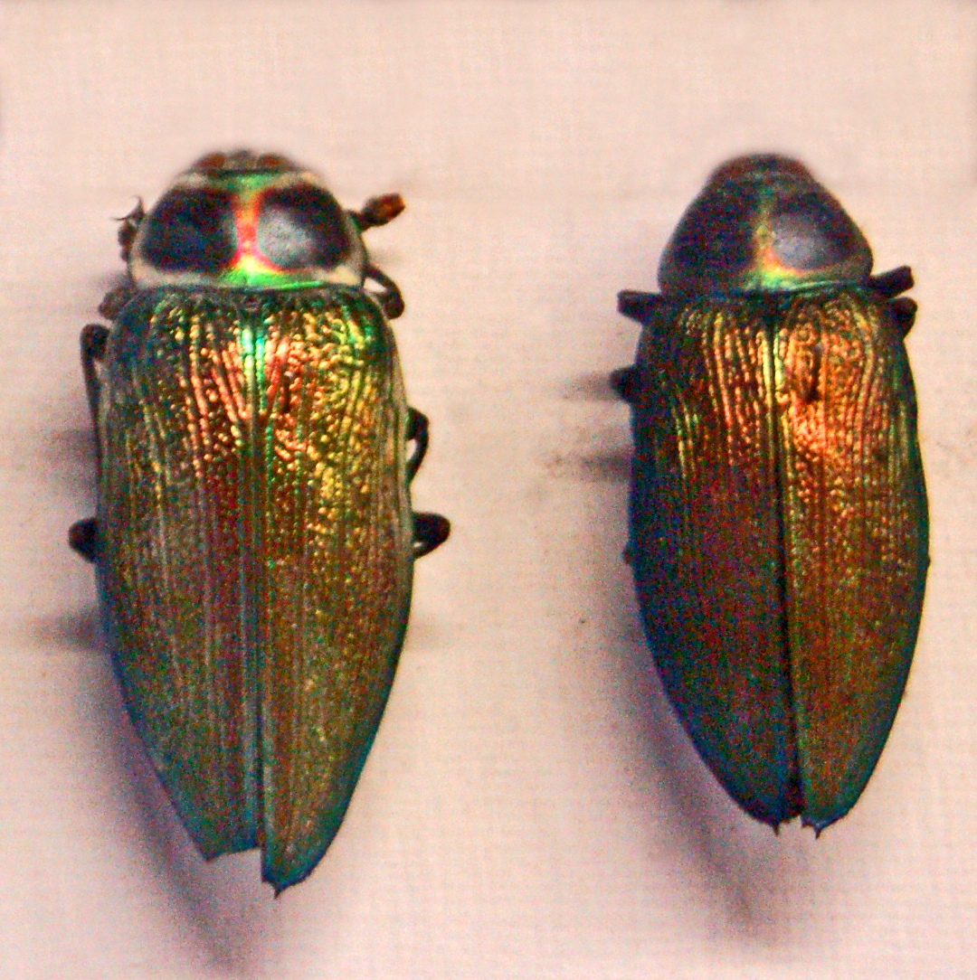 Jewel Beetles: Metallic Alien Armor (image credits: wikimedia)