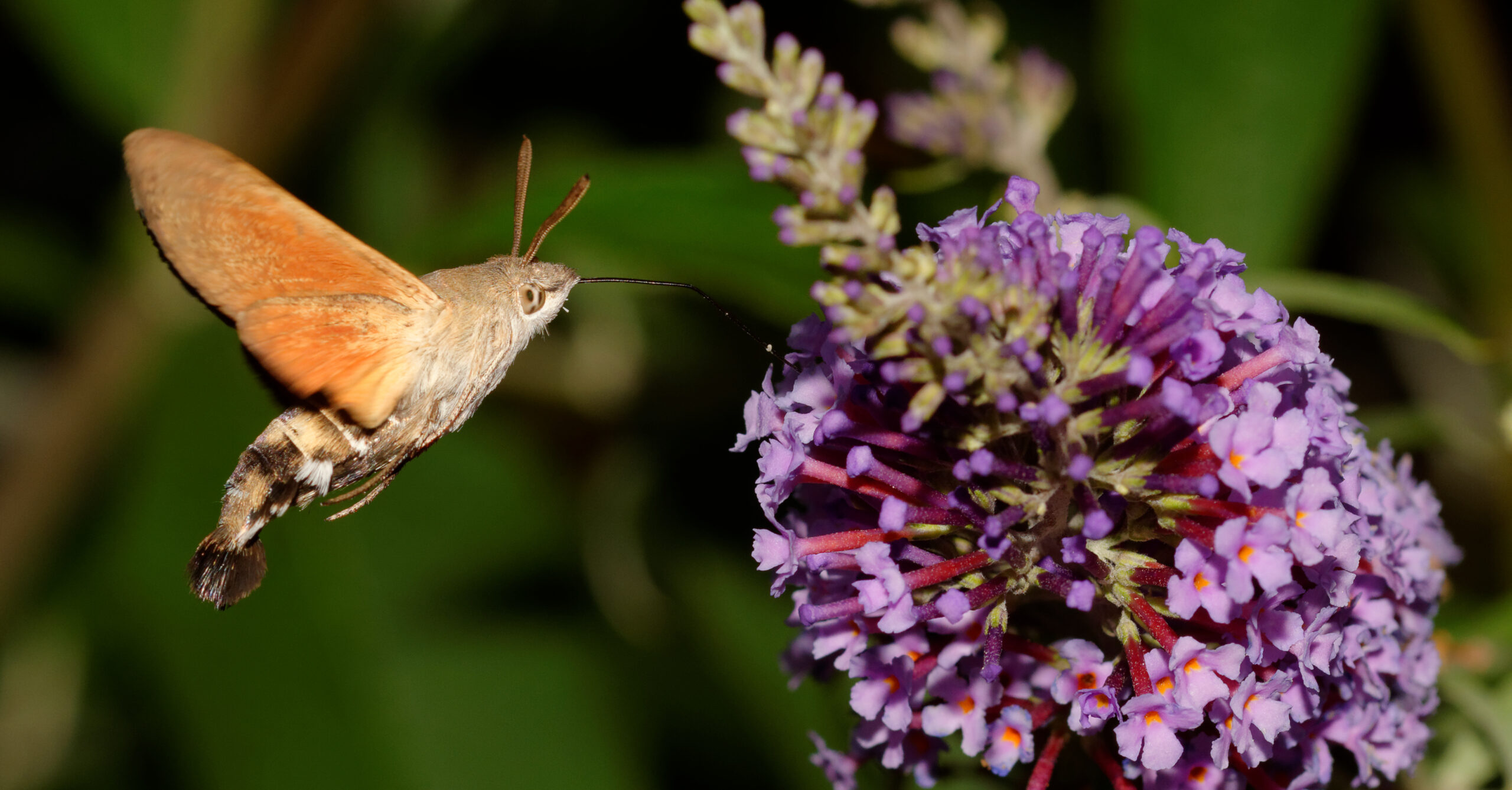 The Hummingbird Moth: Flying Alien Hybrid (image credits: wikimedia)