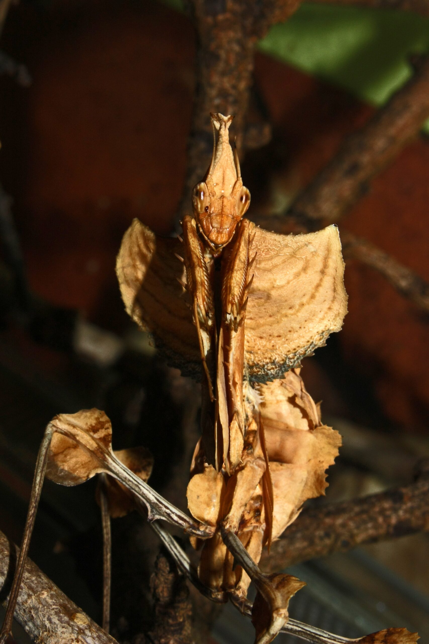 Devil's Flower Mantis: Alien Royalty (image credits: By Drägüs, CC BY-SA 3.0, https://commons.wikimedia.org/w/index.php?curid=19873061)