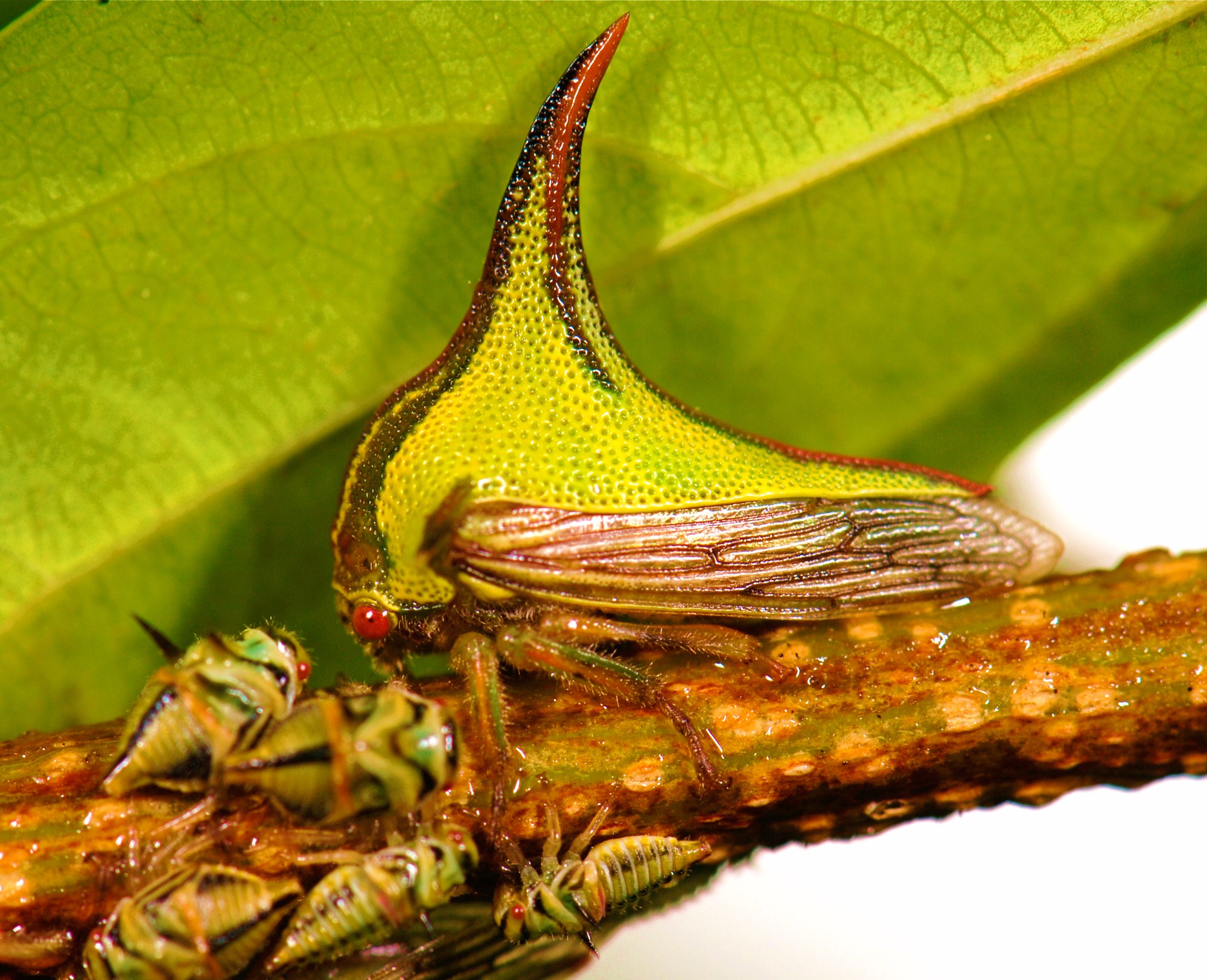 Thorn Bugs: Living Alien Spikes (image credits: Flickr: Umbonia crassicornis (F Membracidae), CC BY 2.0, https://commons.wikimedia.org/w/index.php?curid=13001577)