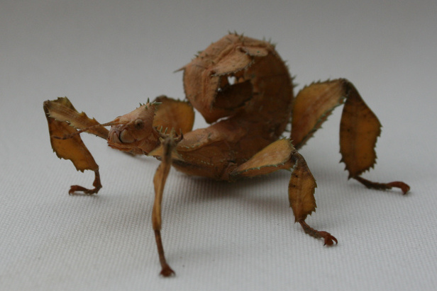 The Unsettling Reality of Our Alien Neighbors (image credits: By Pdreijnders, CC BY-SA 3.0, https://commons.wikimedia.org/w/index.php?curid=25550539)