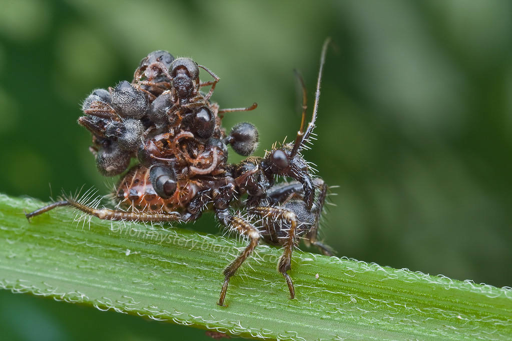 The Assassin Bug That Wears a Cloak of Corpses