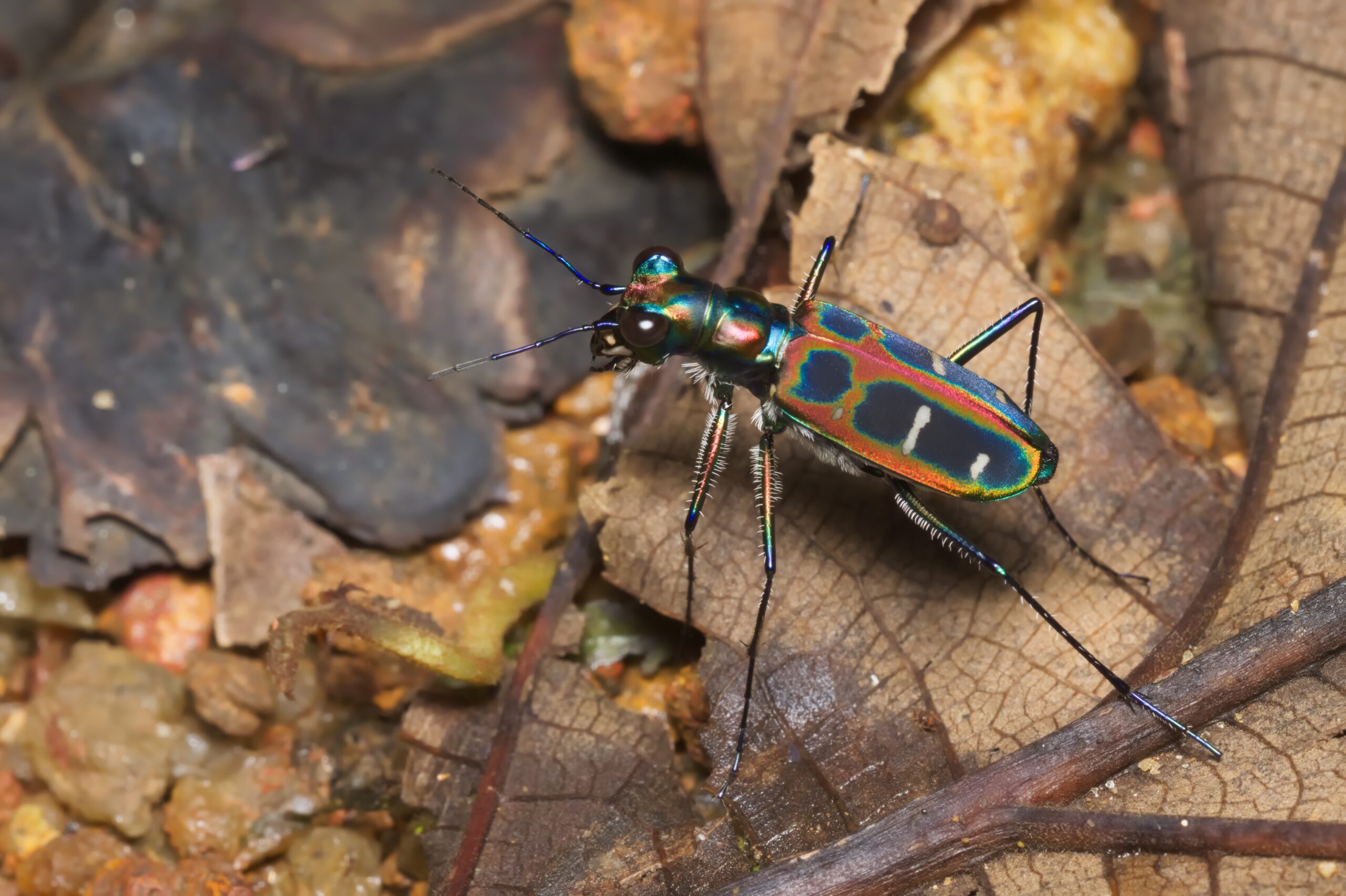 The Hidden Crisis Beneath Our Feet (image credits: By Jeevan Jose, Kerala, India, CC BY-SA 4.0, https://commons.wikimedia.org/w/index.php?curid=41692797)