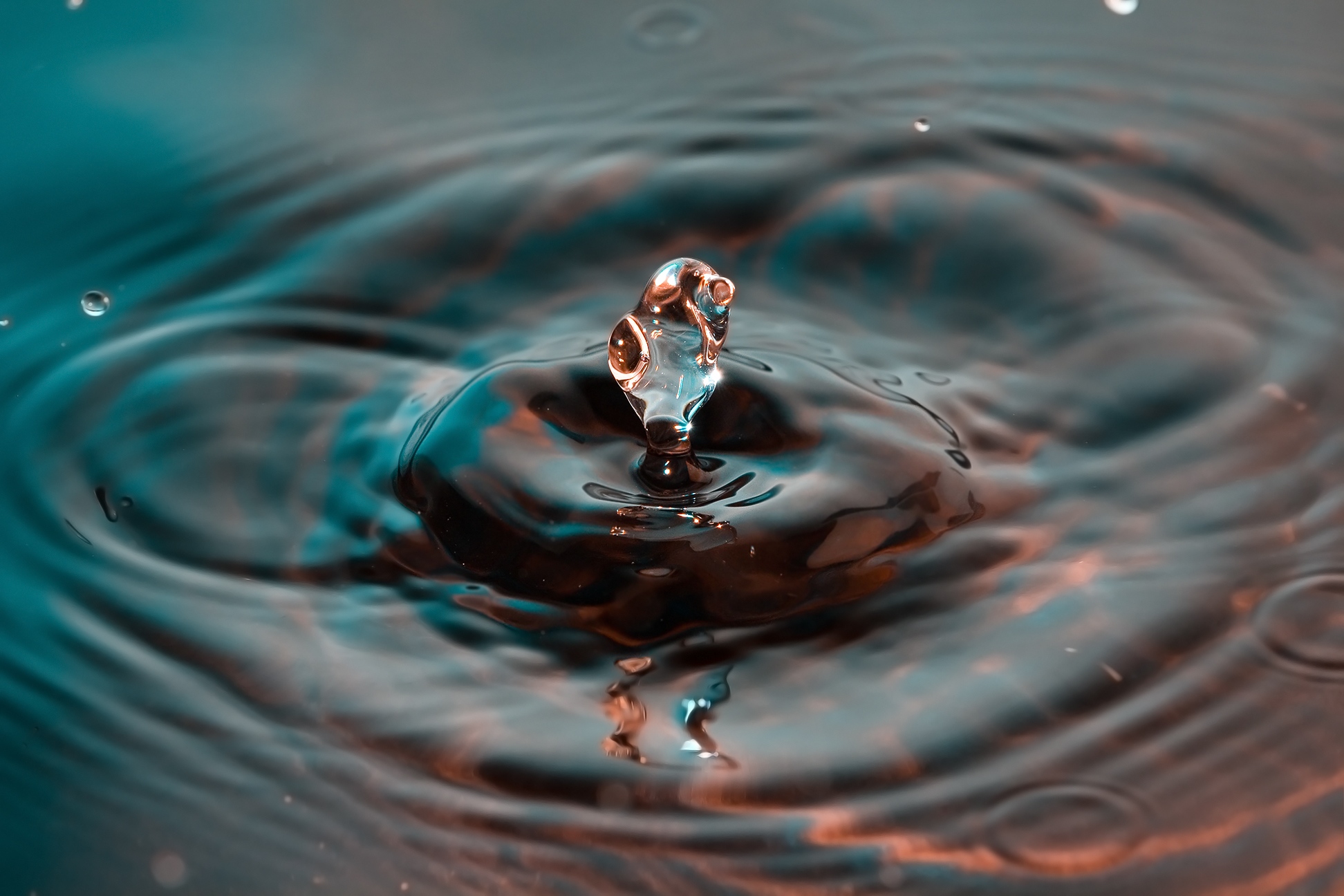 Aquatic Insects: Caught Between Two Worlds (image credits: By JJ Harrison (https://www.jjharrison.com.au/), CC BY-SA 3.0, https://commons.wikimedia.org/w/index.php?curid=6952781)