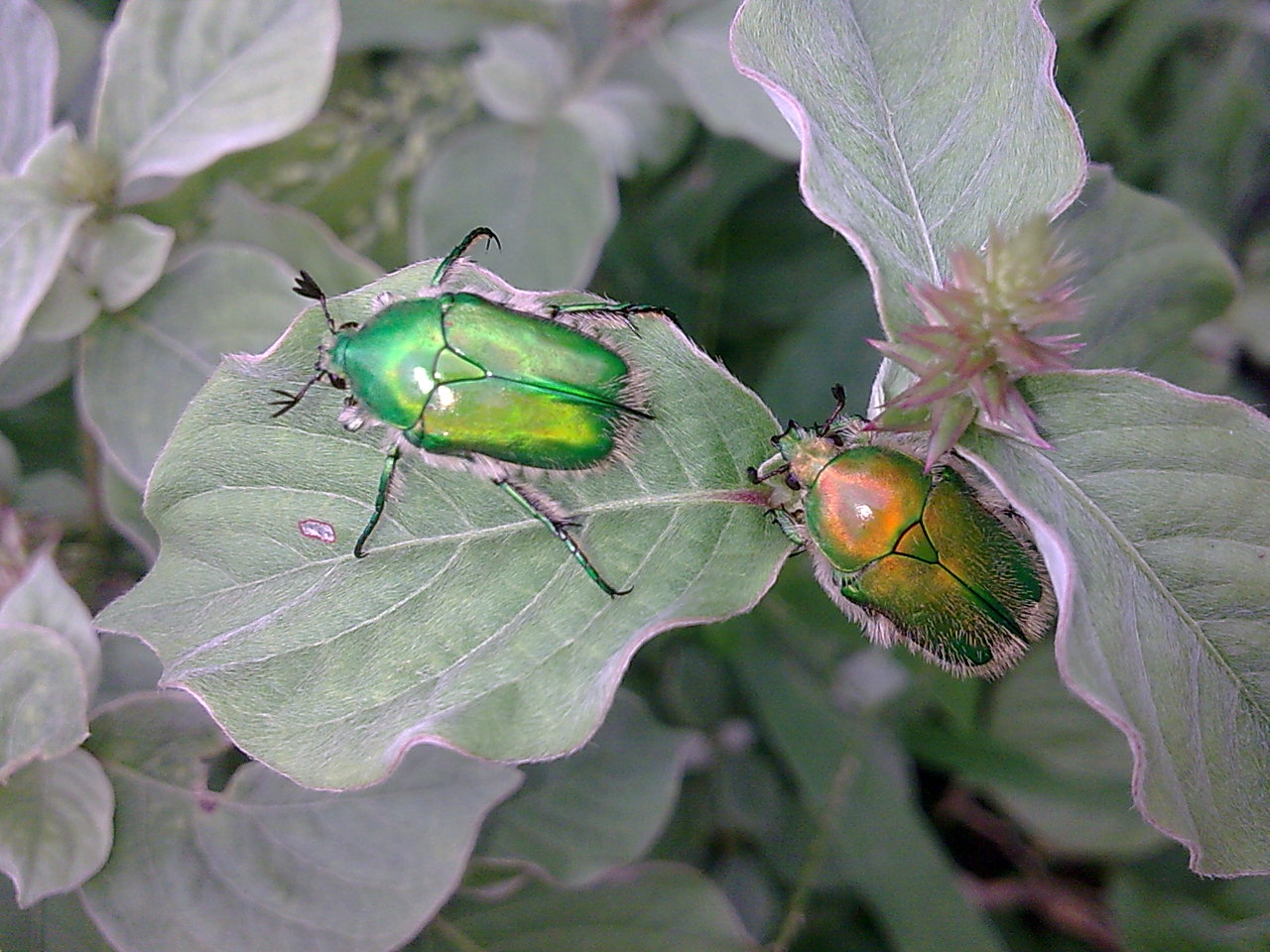 The Jewel Scarab: Nature's Living Emerald (image credits: wikimedia)