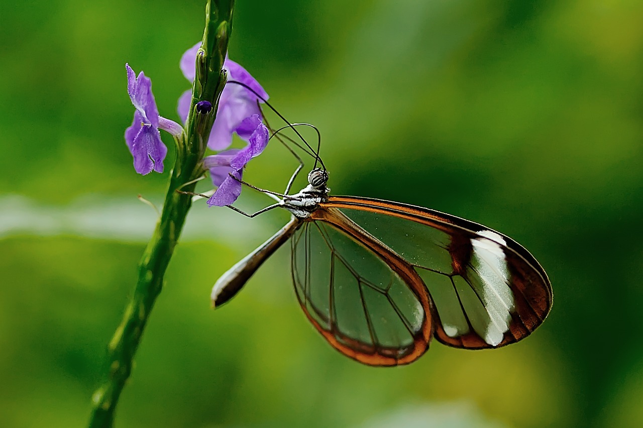 Glass Wing Butterfly: The Invisible Beauty (image credits: pixabay)