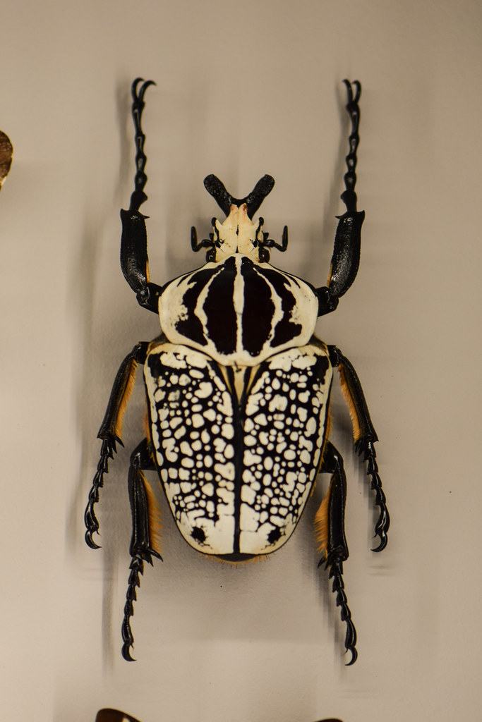 Goliath Beetle: The Gentle Giant (image credits: flickr)