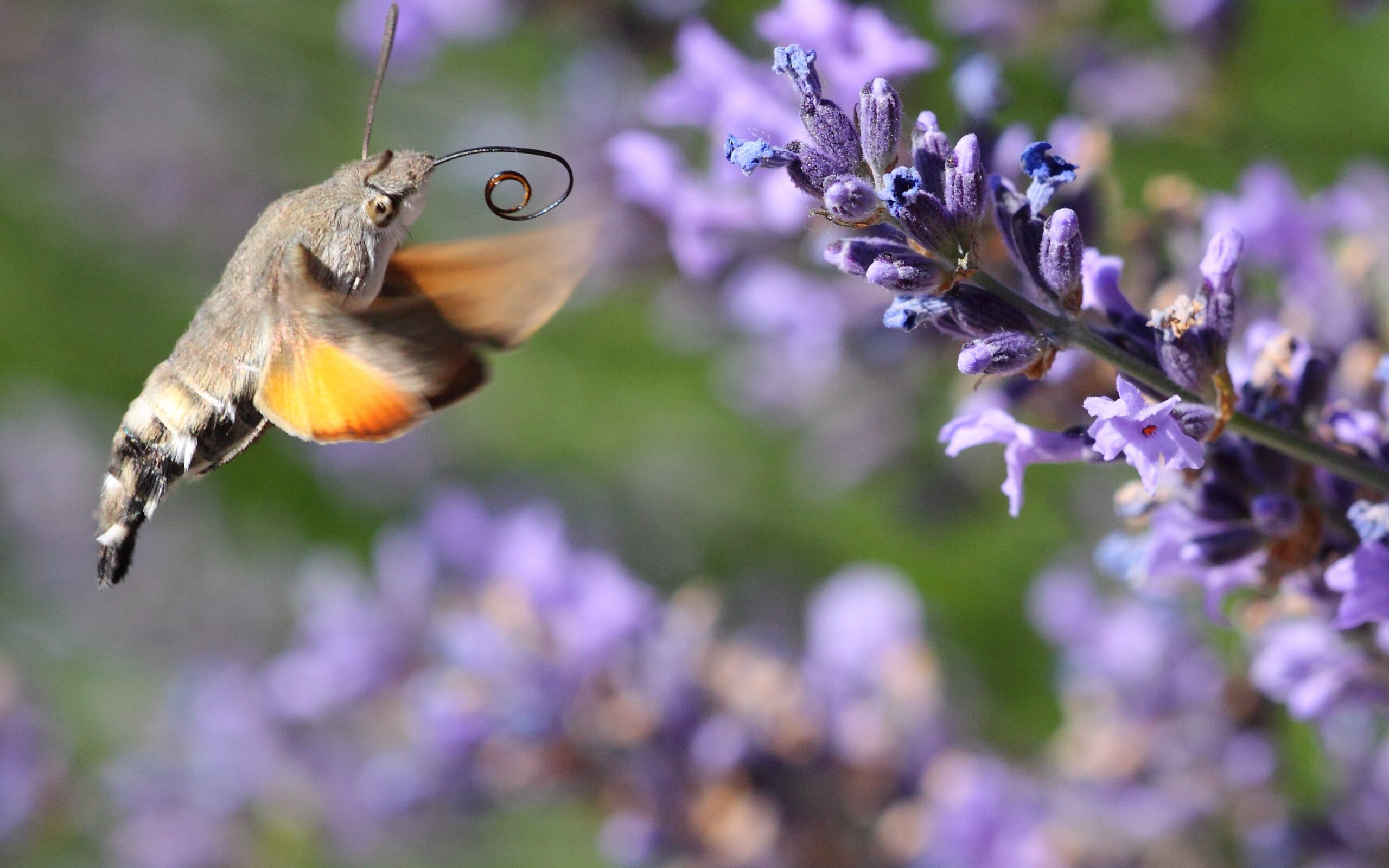 Hummingbird Clearwing: The Flying Jewel (image credits: wikimedia)