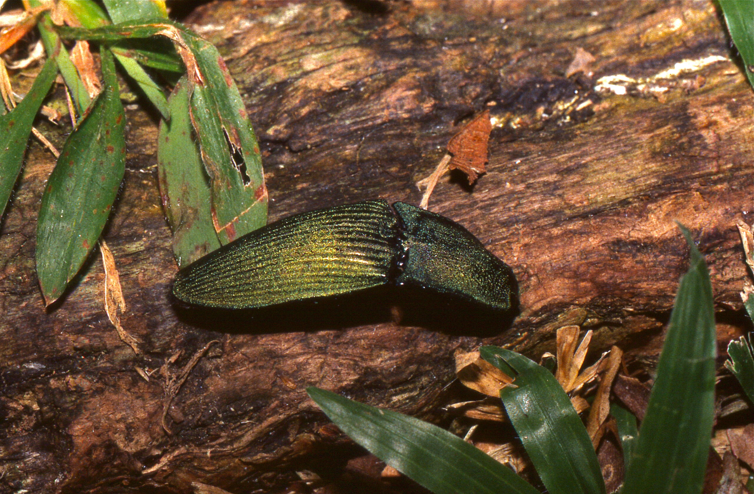 Jade Beetle: Living Precious Stone (image credits: wikimedia)
