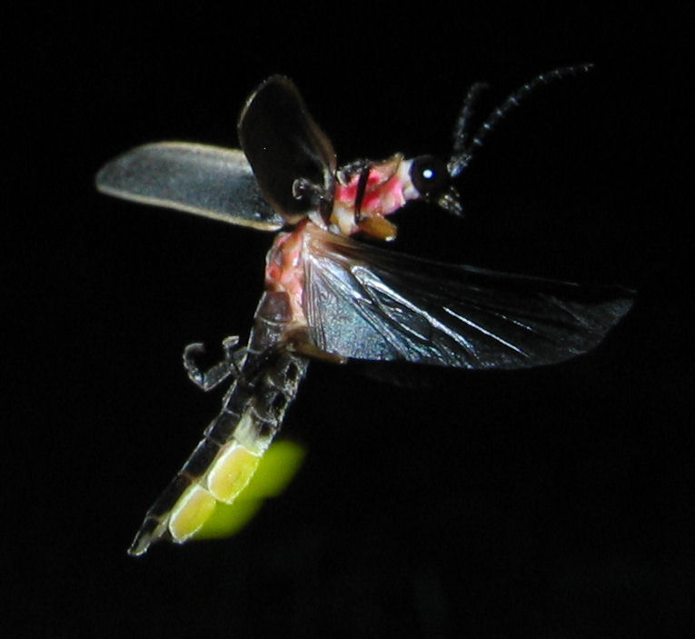 Firefly: Nature's Living Lantern (image credits: wikimedia)