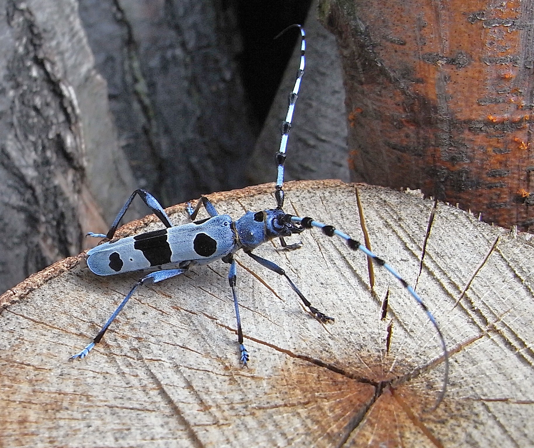 Rosalia Longicorn: The Powder Blue Prince (image credits: wikimedia)