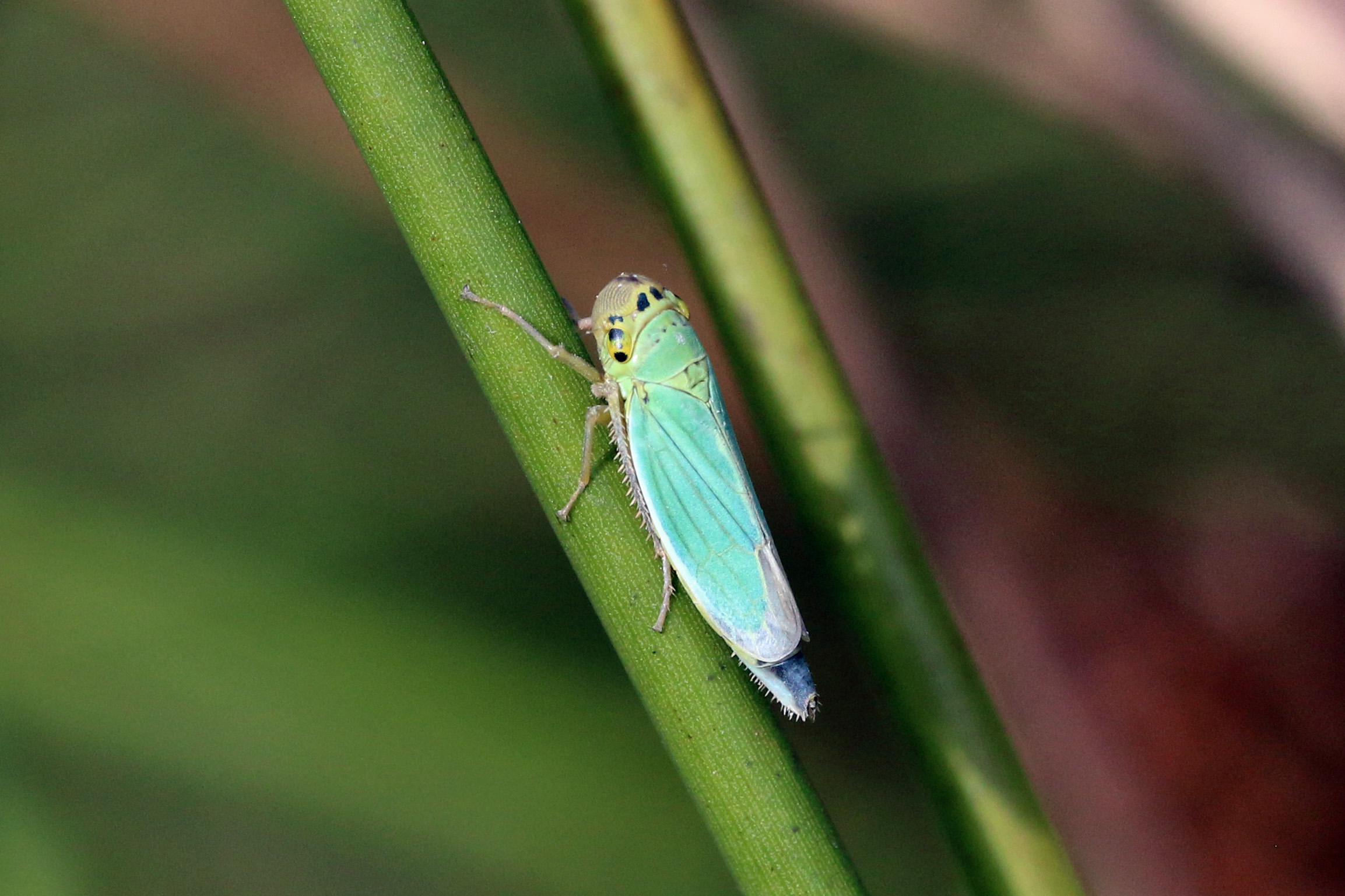 Leafhopper: The Microscopic Masterpiece (image credits: wikimedia)