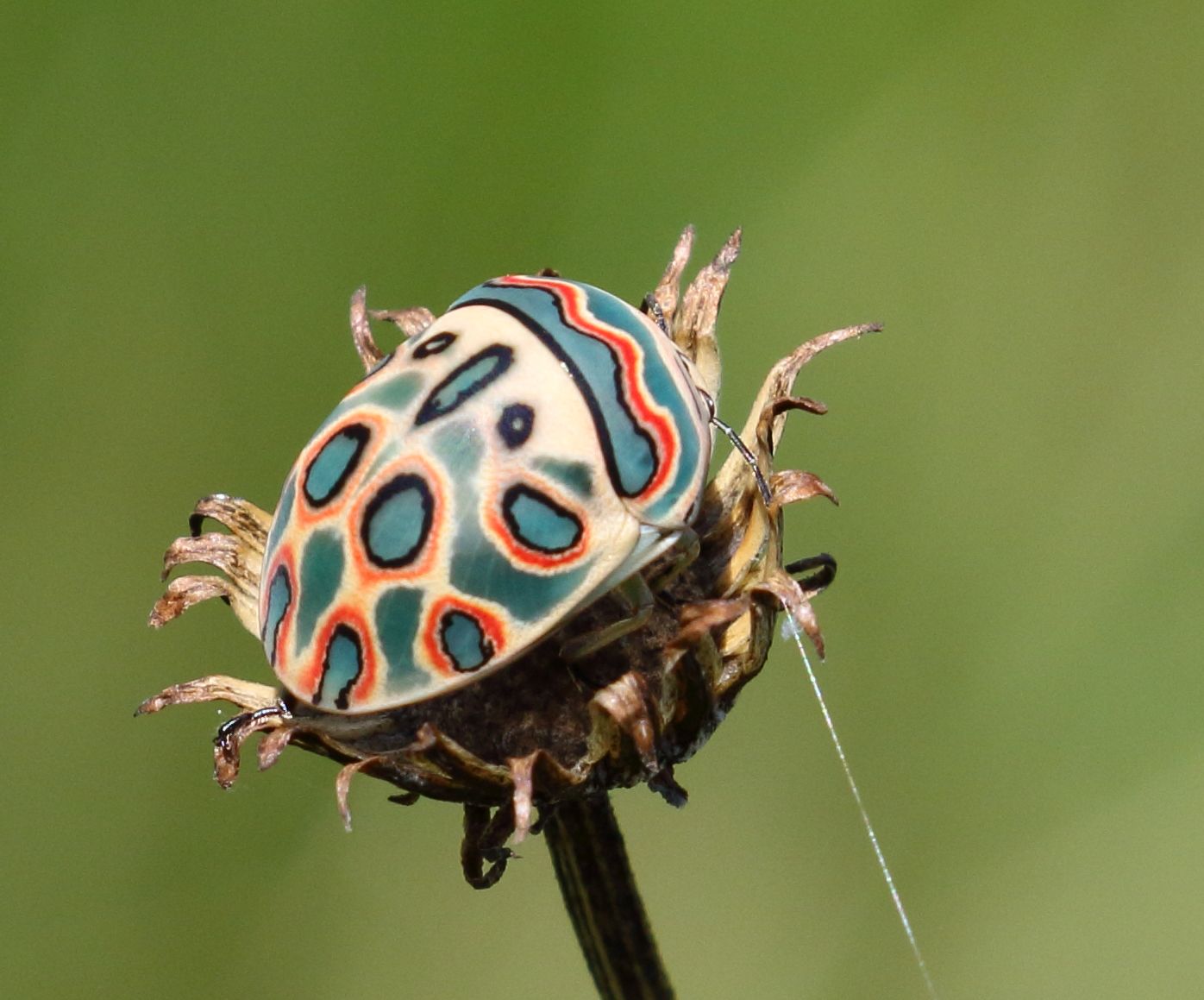 Picasso Bug: Art in Motion (image credits: wikimedia)