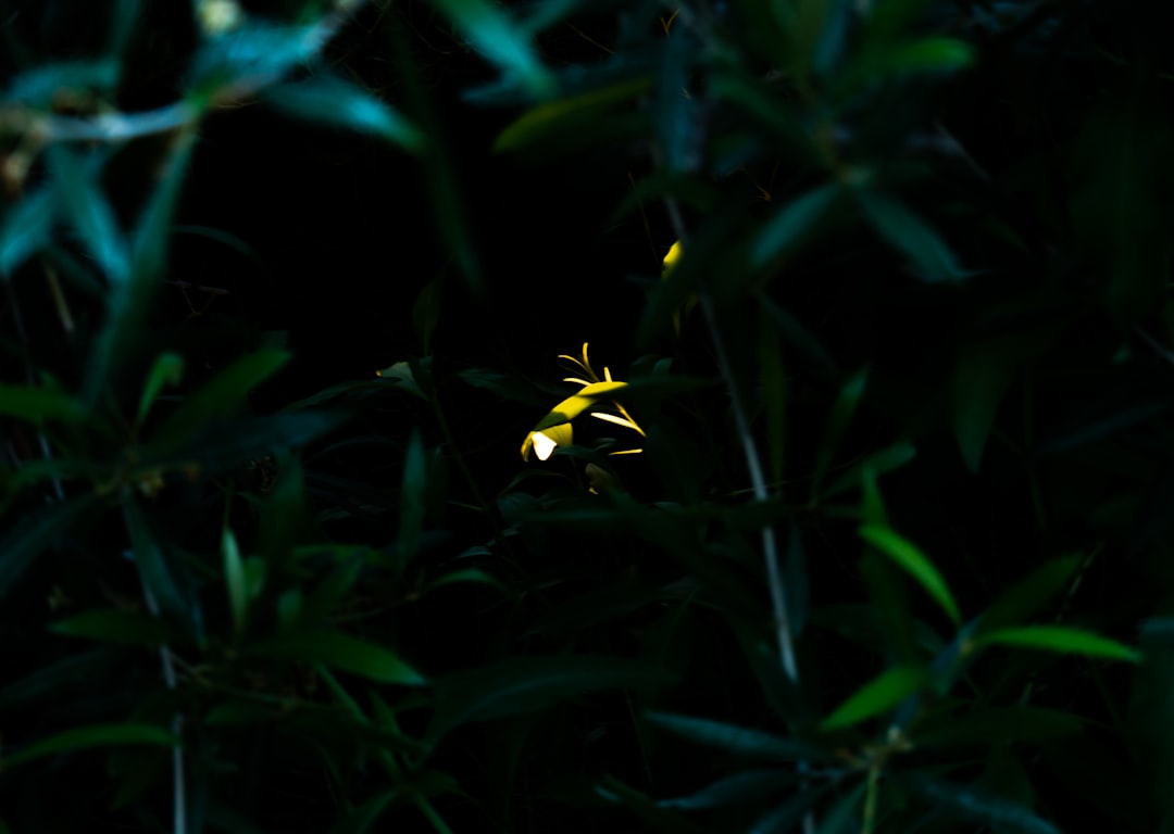 The Science Behind the Glow (image credits: unsplash)