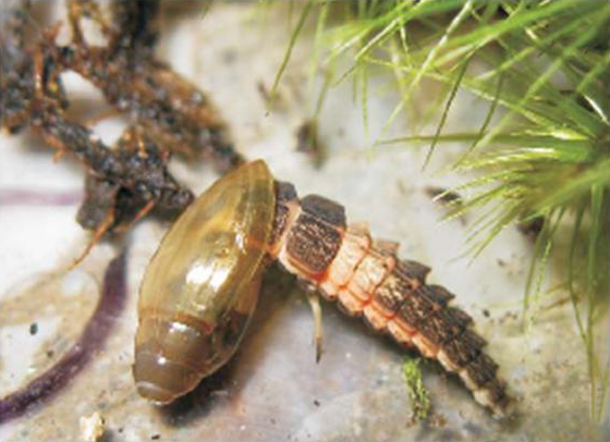 Nutritional Benefits of Cannibalism (image credits: wikimedia)