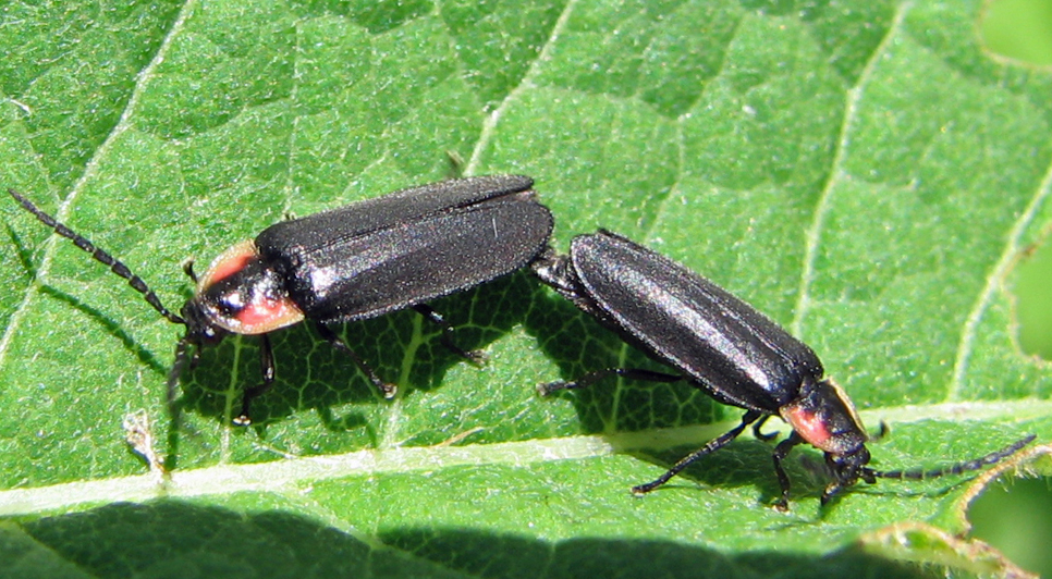 Mating and Reproduction (image credits: wikimedia)