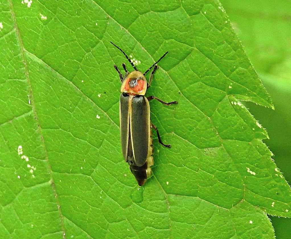 Environmental Impact and Ecosystem Role (image credits: flickr)