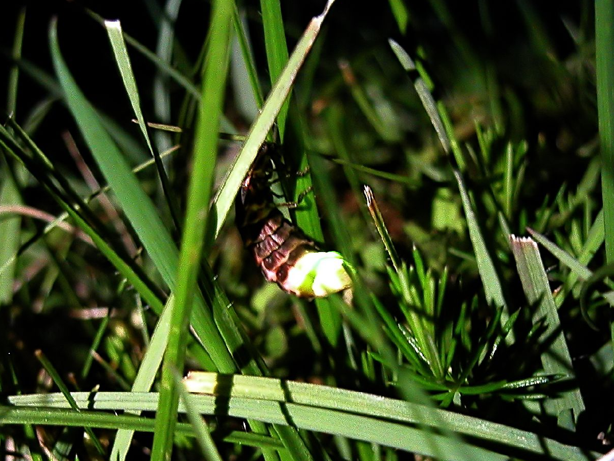 Human Fascination and Research (image credits: By derivative work: Dysmorodrepanis (talk)
Glow_worm_660030626.jpg: Timo Newton-Syms, CC BY-SA 2.0, https://commons.wikimedia.org/w/index.php?curid=4689391)