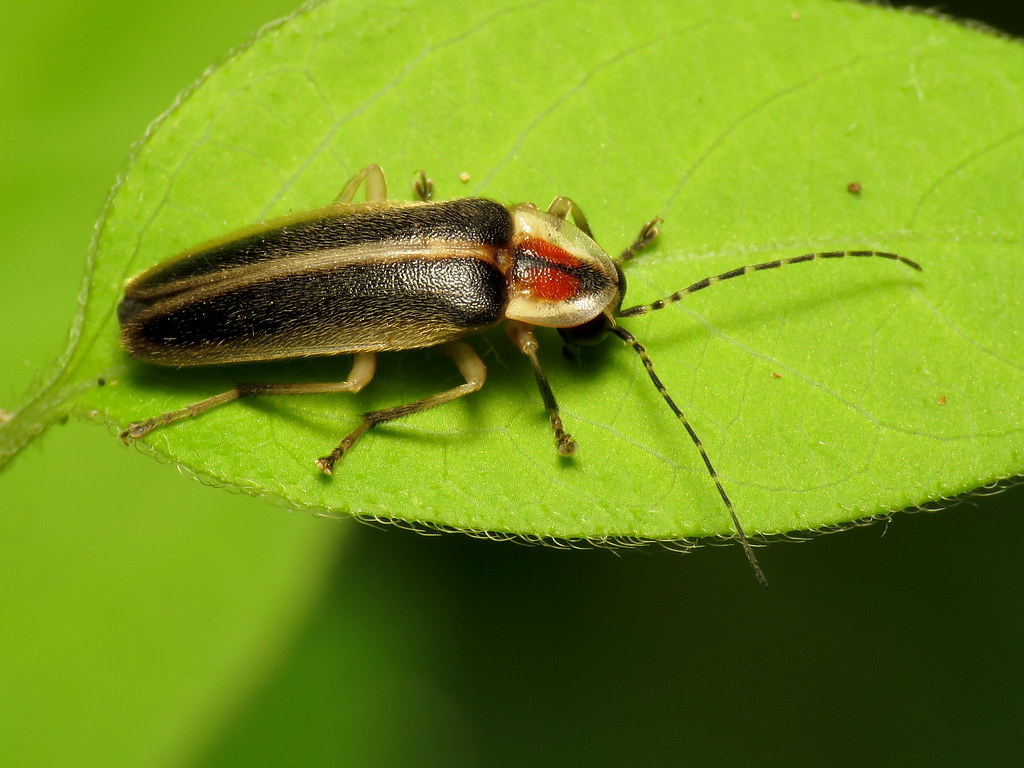The Firefly That Pretends to Flirt… Then Eats Its Date