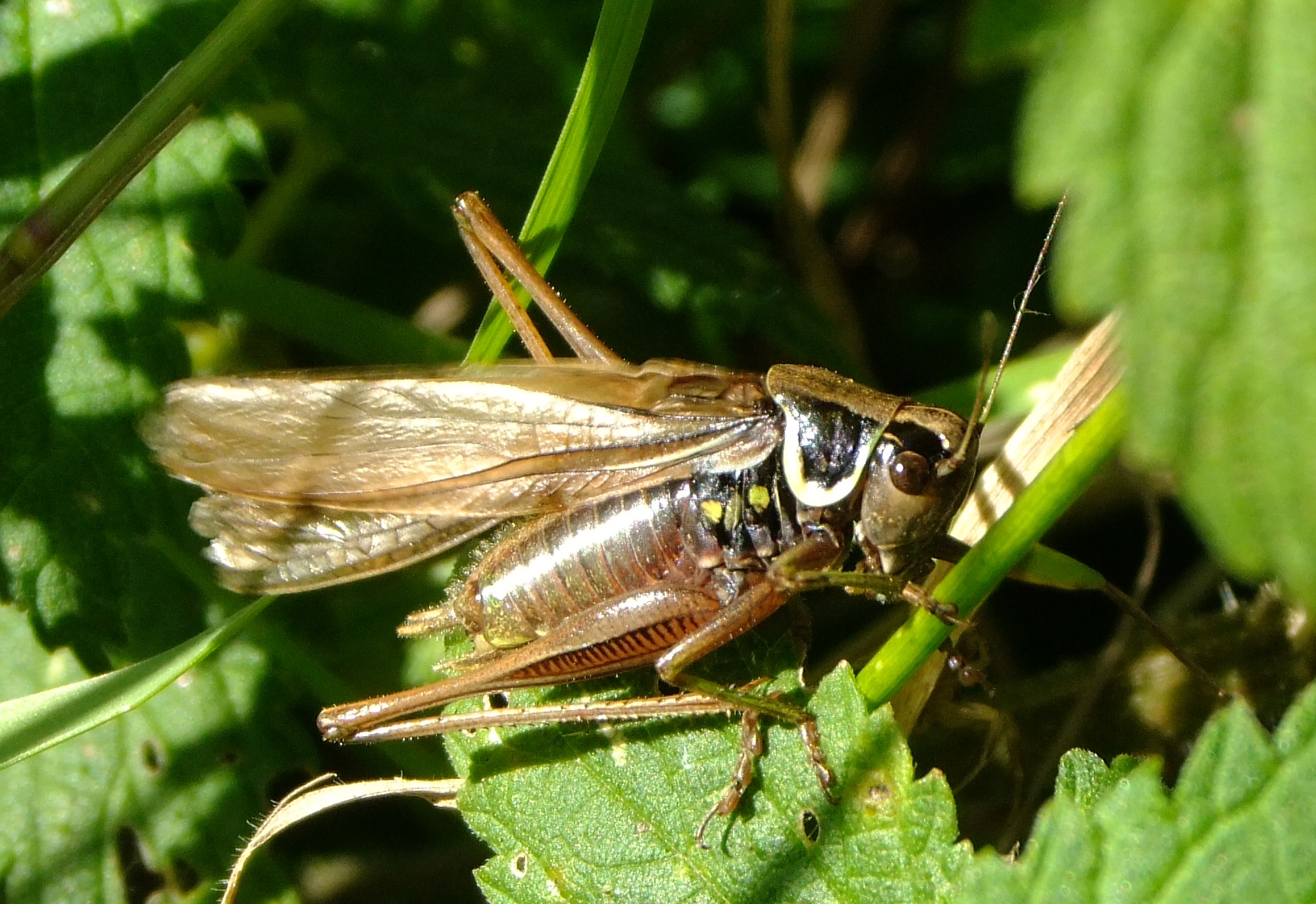The Cricket's Love Songs We Never Hear (image credits: wikimedia)