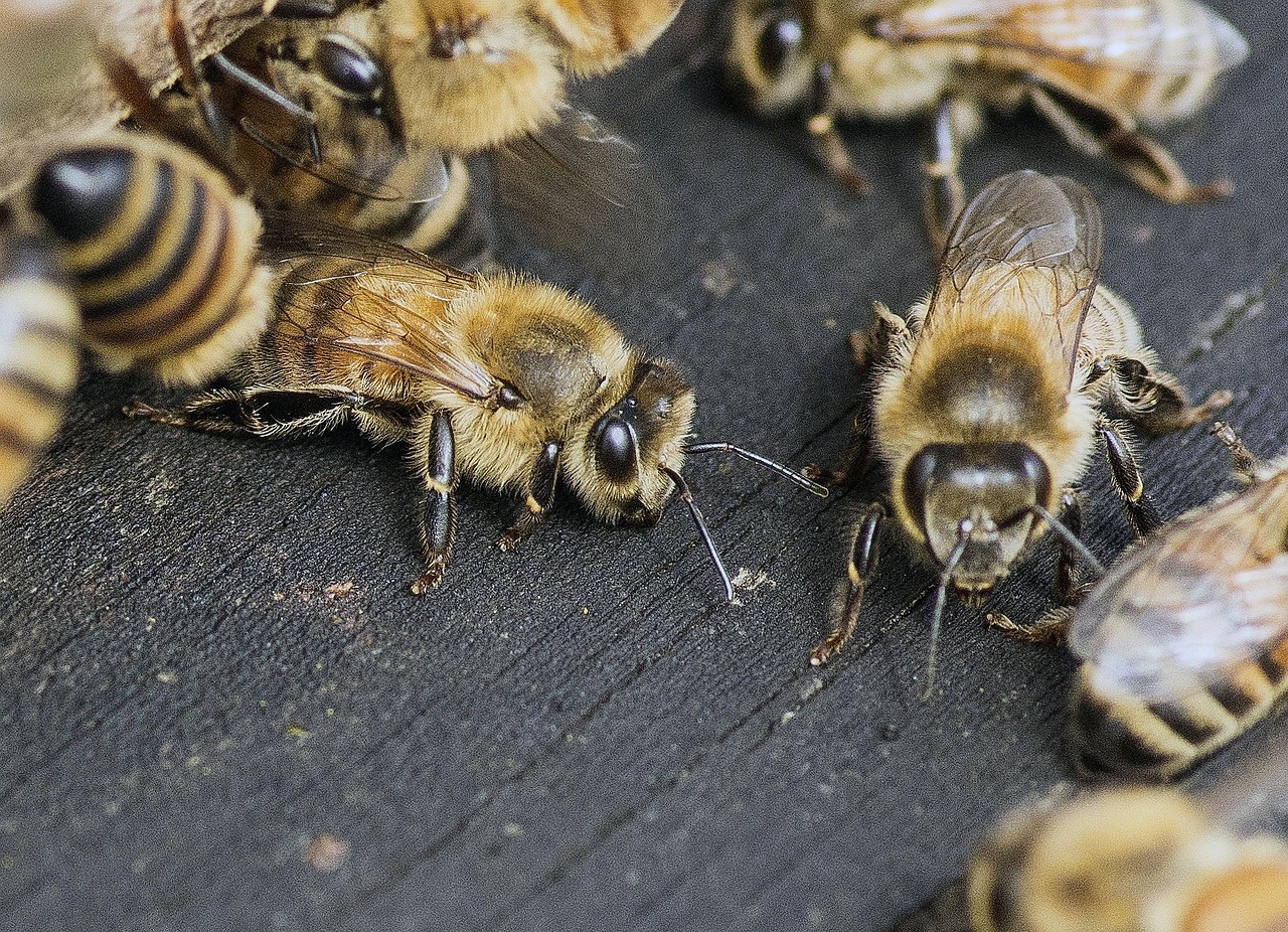 Bee Buzz: The Ultimate Information Highway (image credits: pixabay)