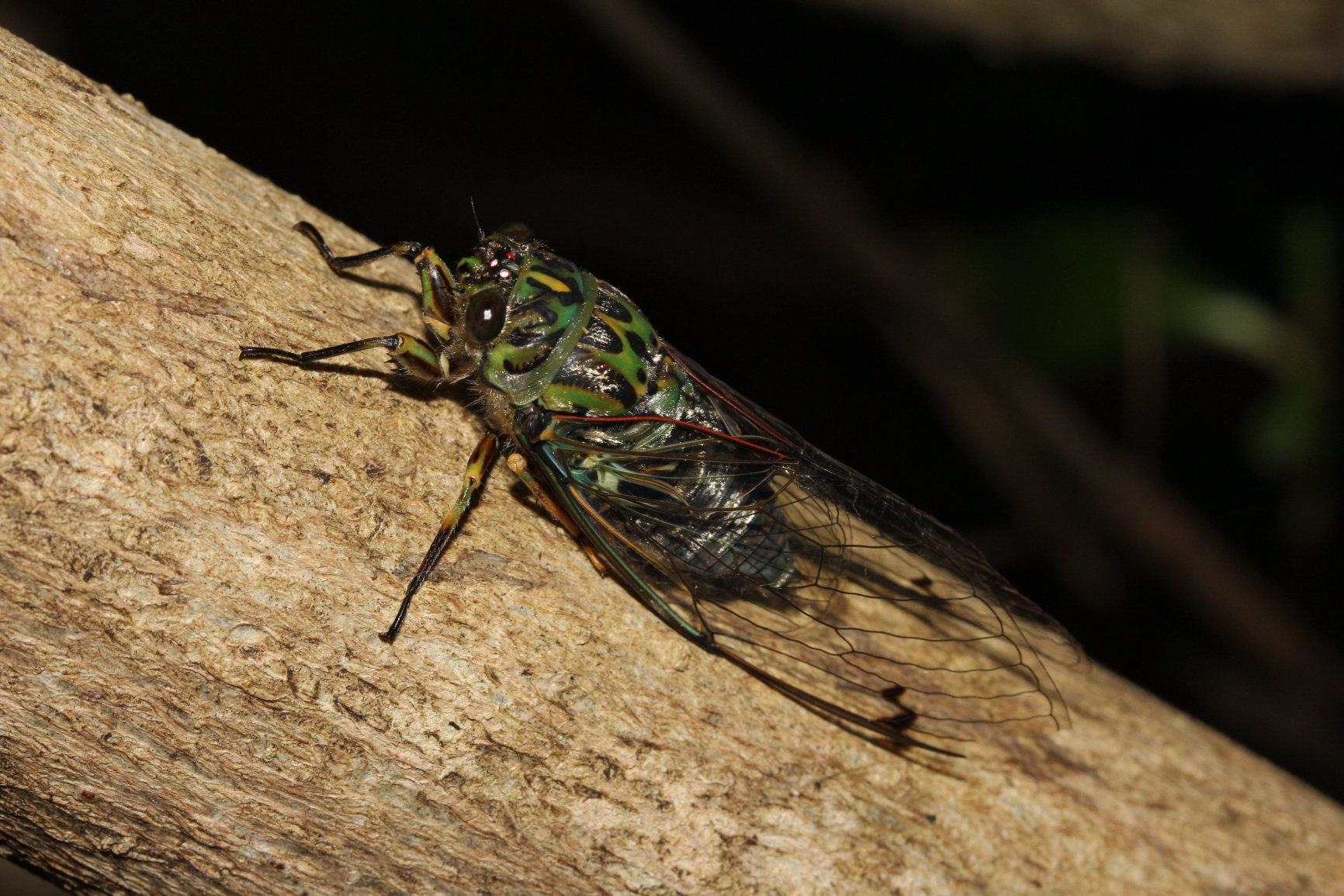 Cicada Choruses: Nature's Loudest Secrets (image credits: wikimedia)