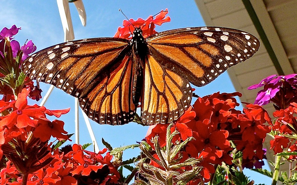 Butterfly Whispers We Can't Detect (image credits: flickr)
