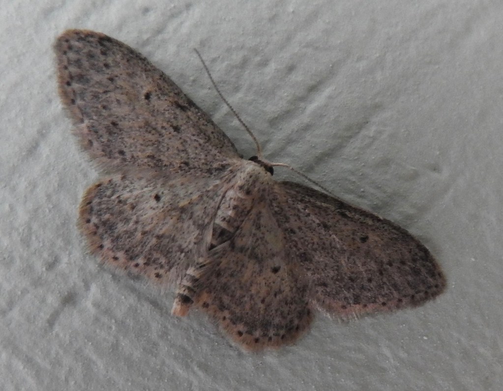 Moth Navigation Through Echolocation Interference (image credits: flickr)