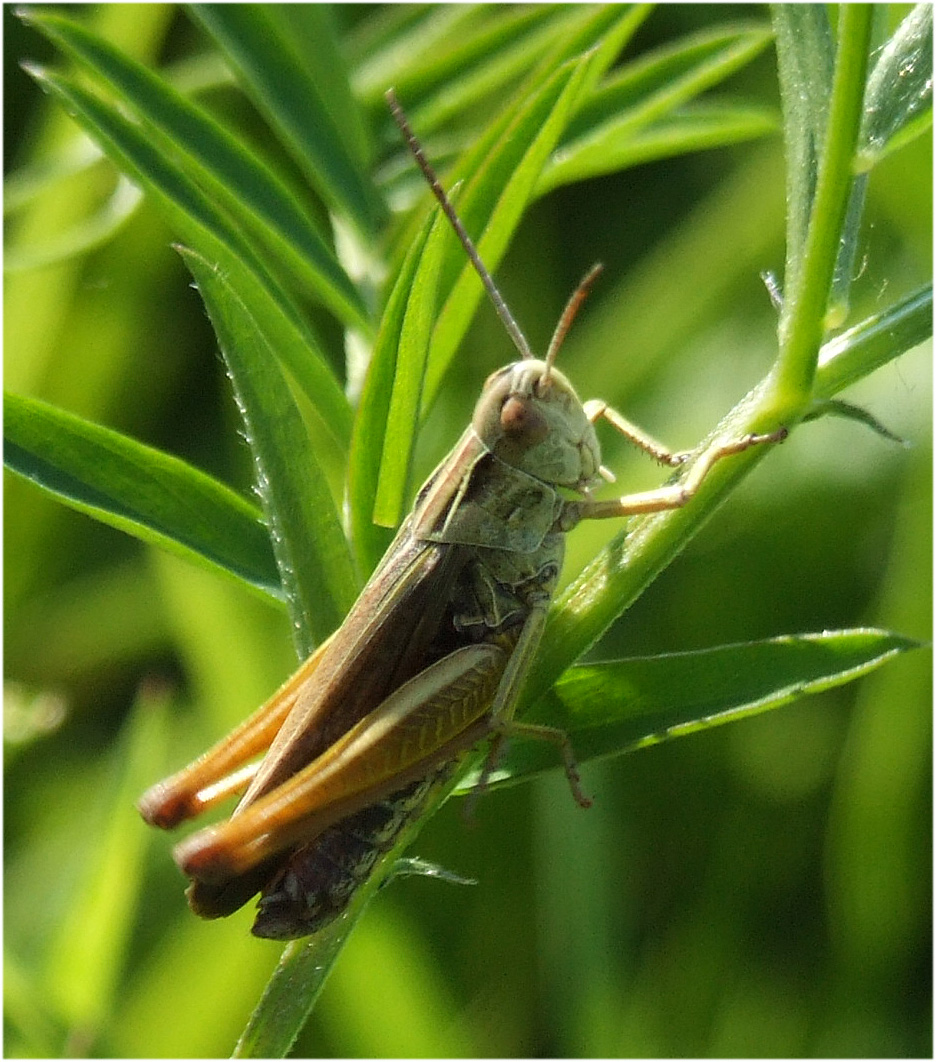 Grasshopper Orchestras Playing for Love (image credits: wikimedia)