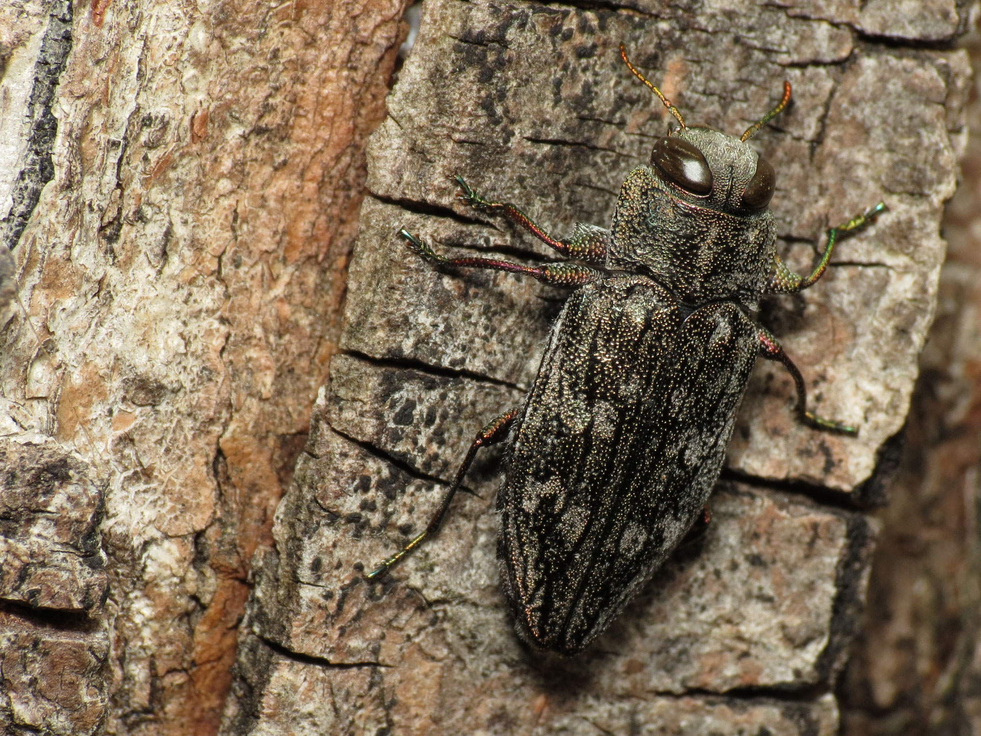 Beetle Conversations in Dead Wood (image credits: wikimedia)