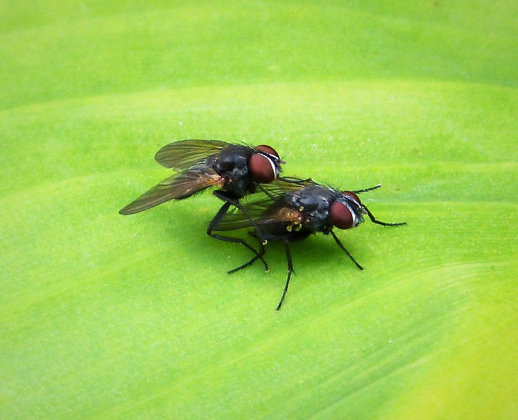Fly Communication: More Than Just Buzzing (image credits: flickr)