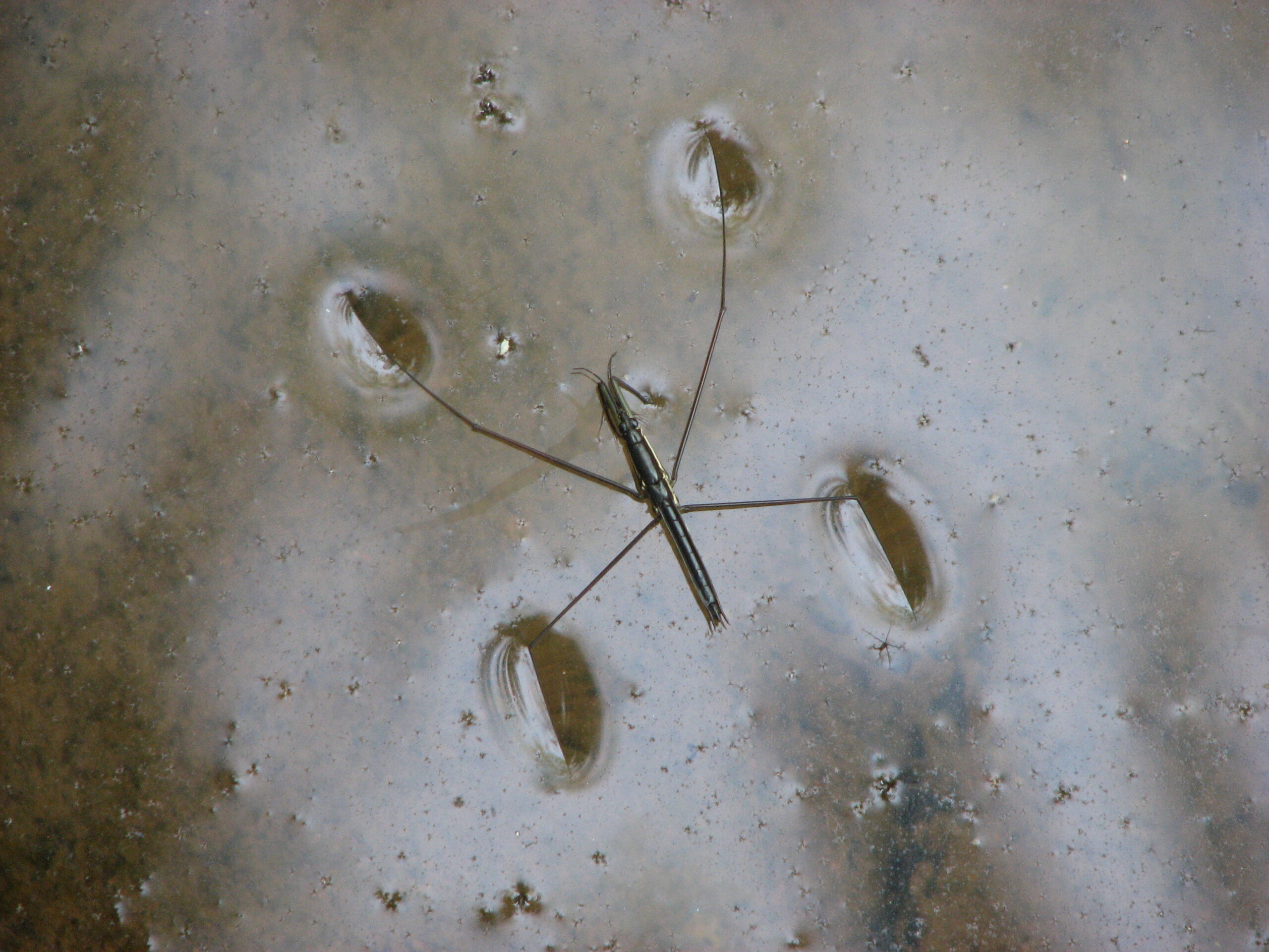 Water Striders: Surface Tension Communication (image credits: wikimedia)