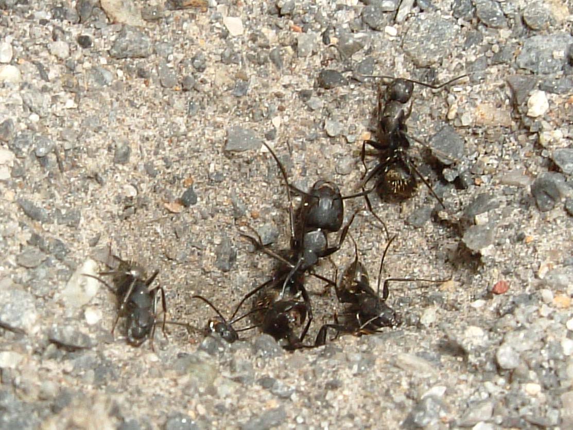 Meet the Ant Cavalry (image credits: wikimedia)
