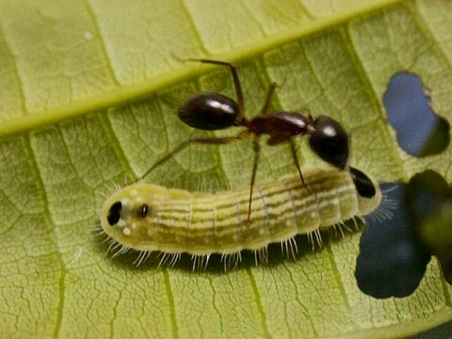 The Evolutionary Arms Race (image credits: wikimedia)