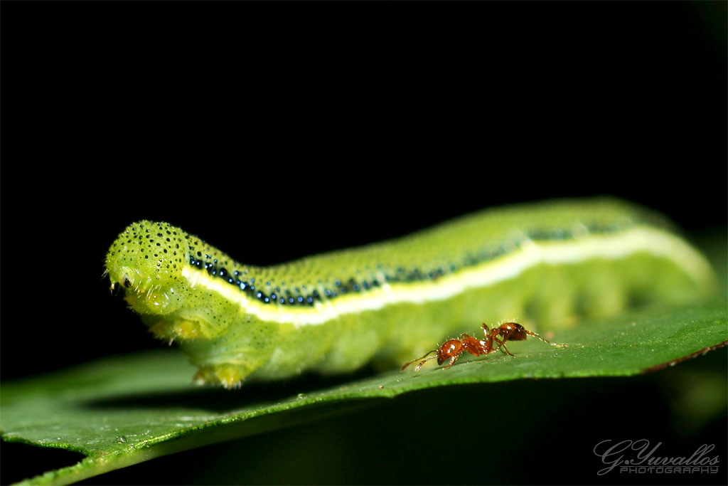 The Diversity of Drumming Species (image credits: flickr)