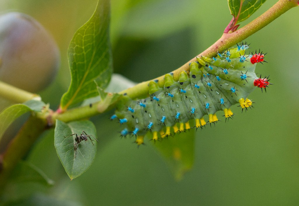 The Role of Plant Partners (image credits: flickr)