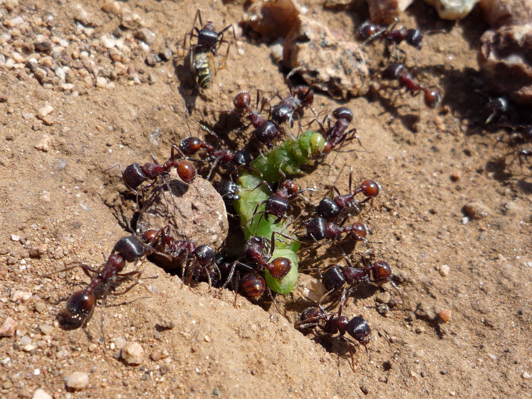 Conclusion (image credits: Ants Eating A Caterpillar, CC BY 2.0, https://commons.wikimedia.org/w/index.php?curid=7399396)