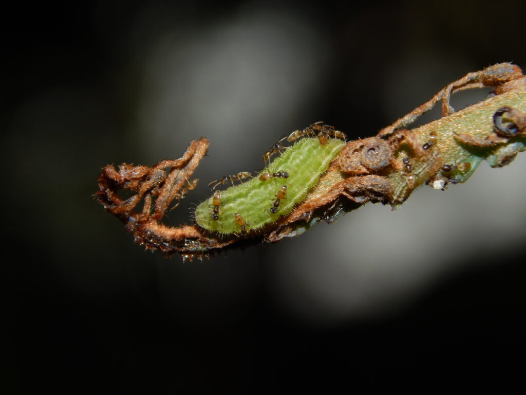 Caterpillar Cowbells: The Insect That Rings a Warning for Its Ant Defenders