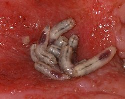 The Ancient Art of Maggot Therapy (image credits: wikimedia)