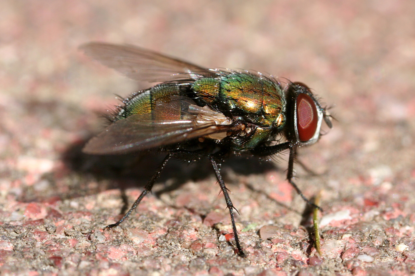 The Psychology of Accepting Maggot Treatment (image credits: wikimedia)