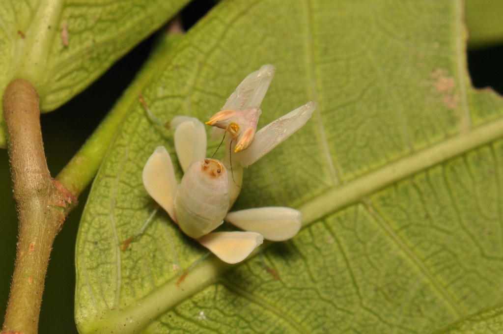 Life Cycle and Development (image credits: flickr)