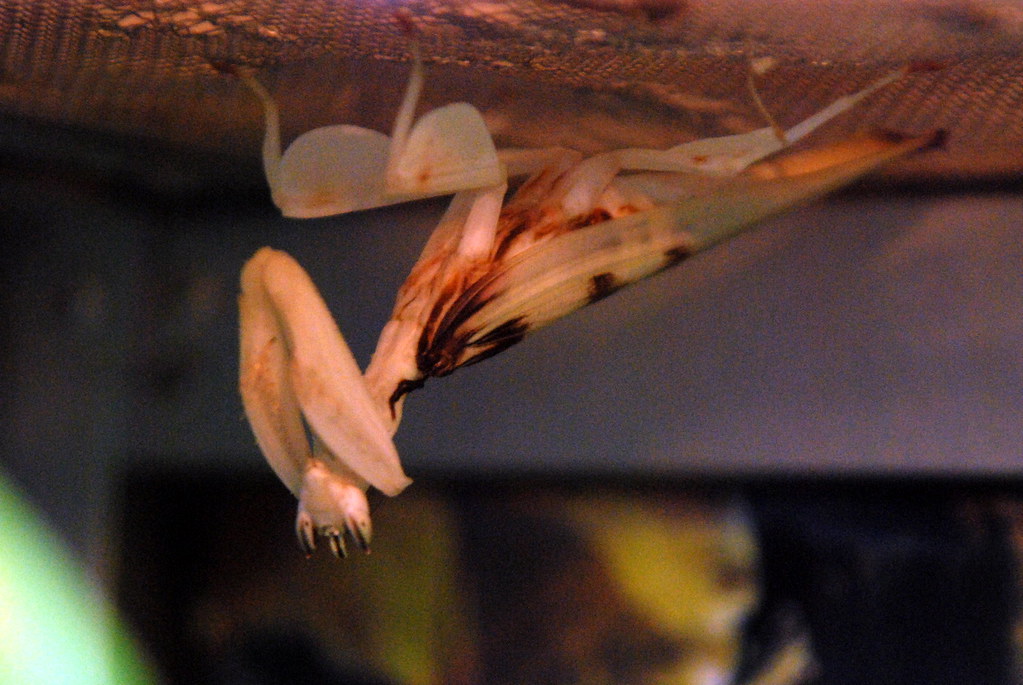 Behavioral Adaptations (image credits: flickr)