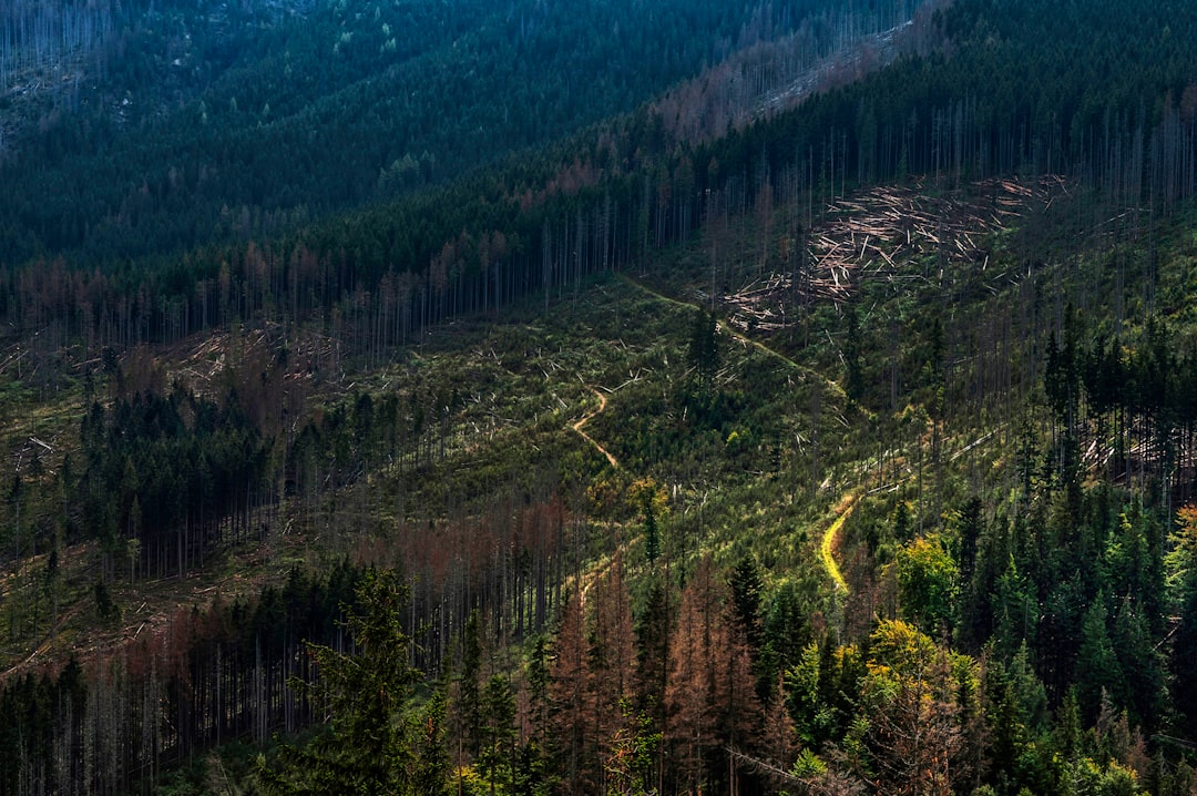 Conservation Challenges (image credits: unsplash)