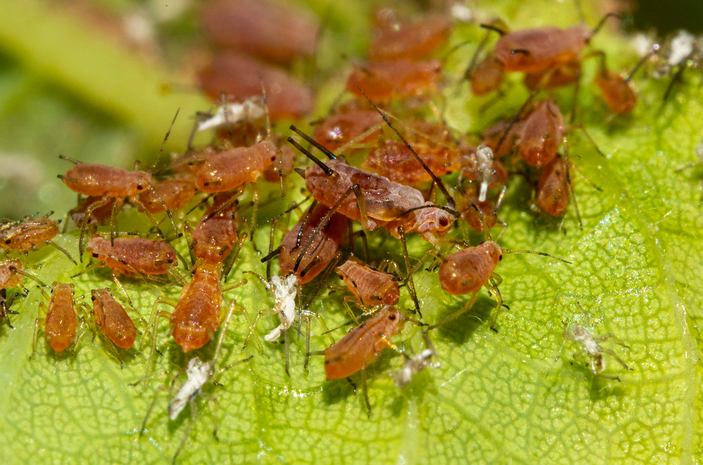 Plant Nurseries: The Unintended Insect Breeding Grounds (image credits: flickr)