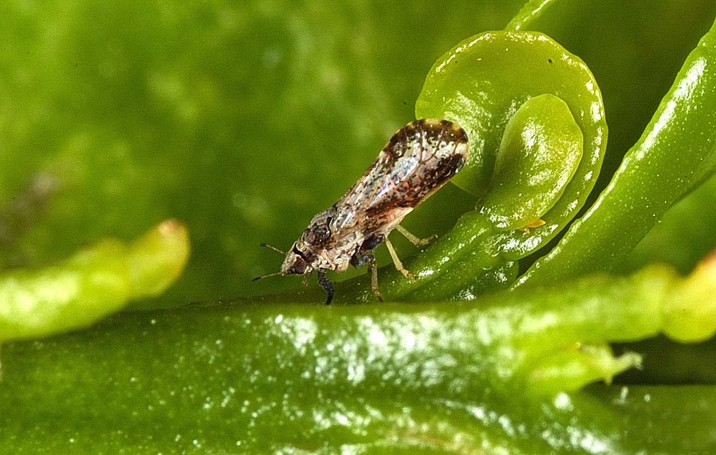Agricultural Apocalypse: When Bugs Meet Crops (image credits: This image was released by the Agricultural Research Service, the research agency of the United States Department of Agriculture, with the ID d595-1 (next)., Public domain, https://commons.wikimedia.org/w/index.php?curid=16390781)