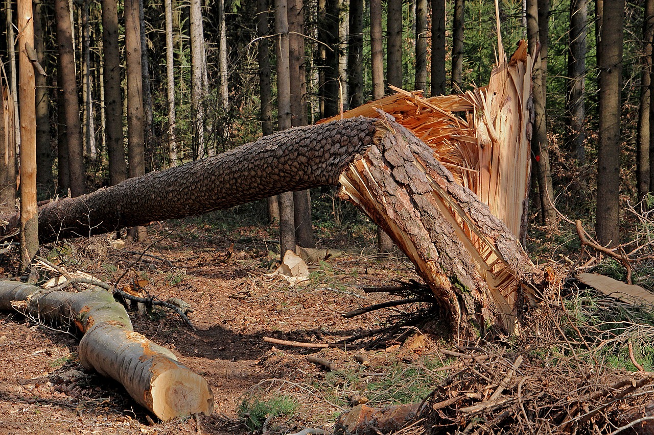 Forest Ecosystems Under Siege (image credits: pixabay)