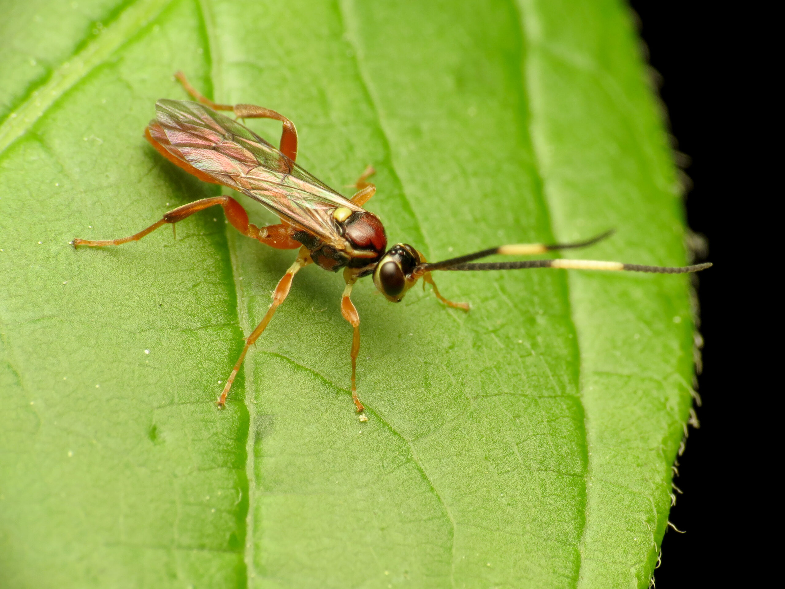 The Tiny Terror Behind the Mind Control (image credits: wikimedia)