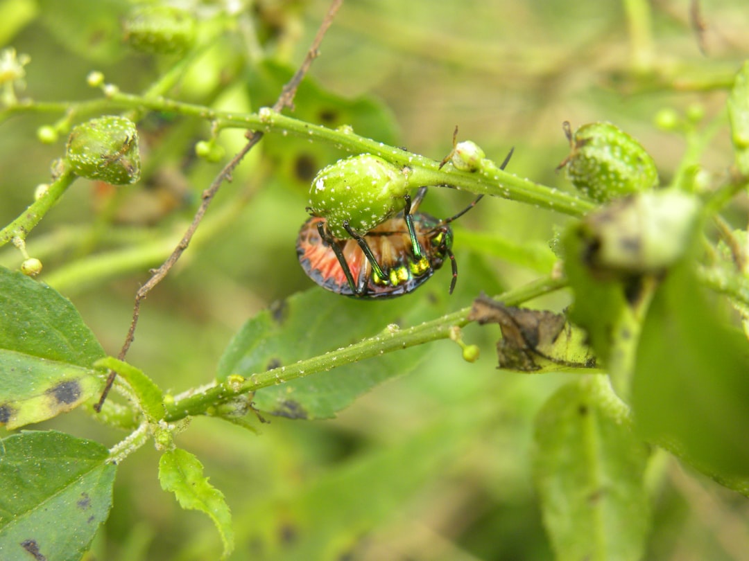 The Gruesome Emergence (image credits: unsplash)